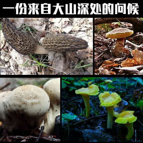七彩云南乡窑坊菌汤包 野生菌菇的鲜美盛宴