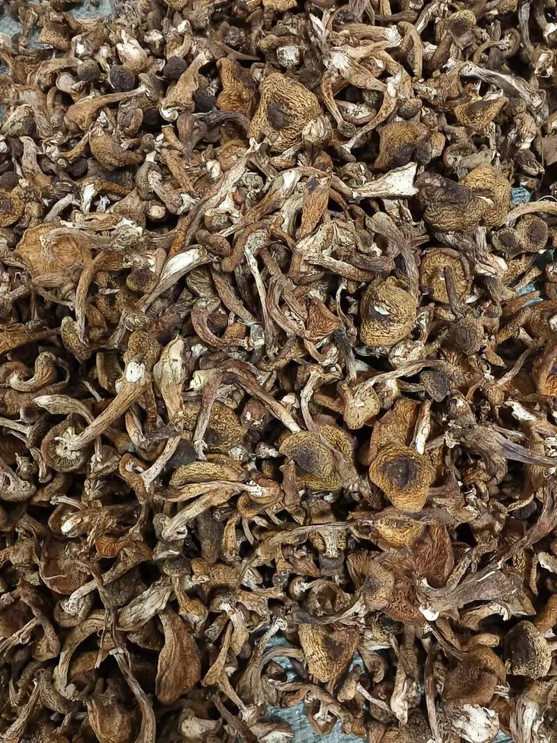 这干蘑菇晒的咋这么好呢!#大自然的馈赠