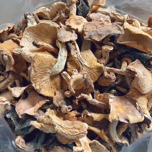 贵州野生杂菌新货正宗野生菌子山货新鲜野生菌蘑菇土特产干蘑菇 500g